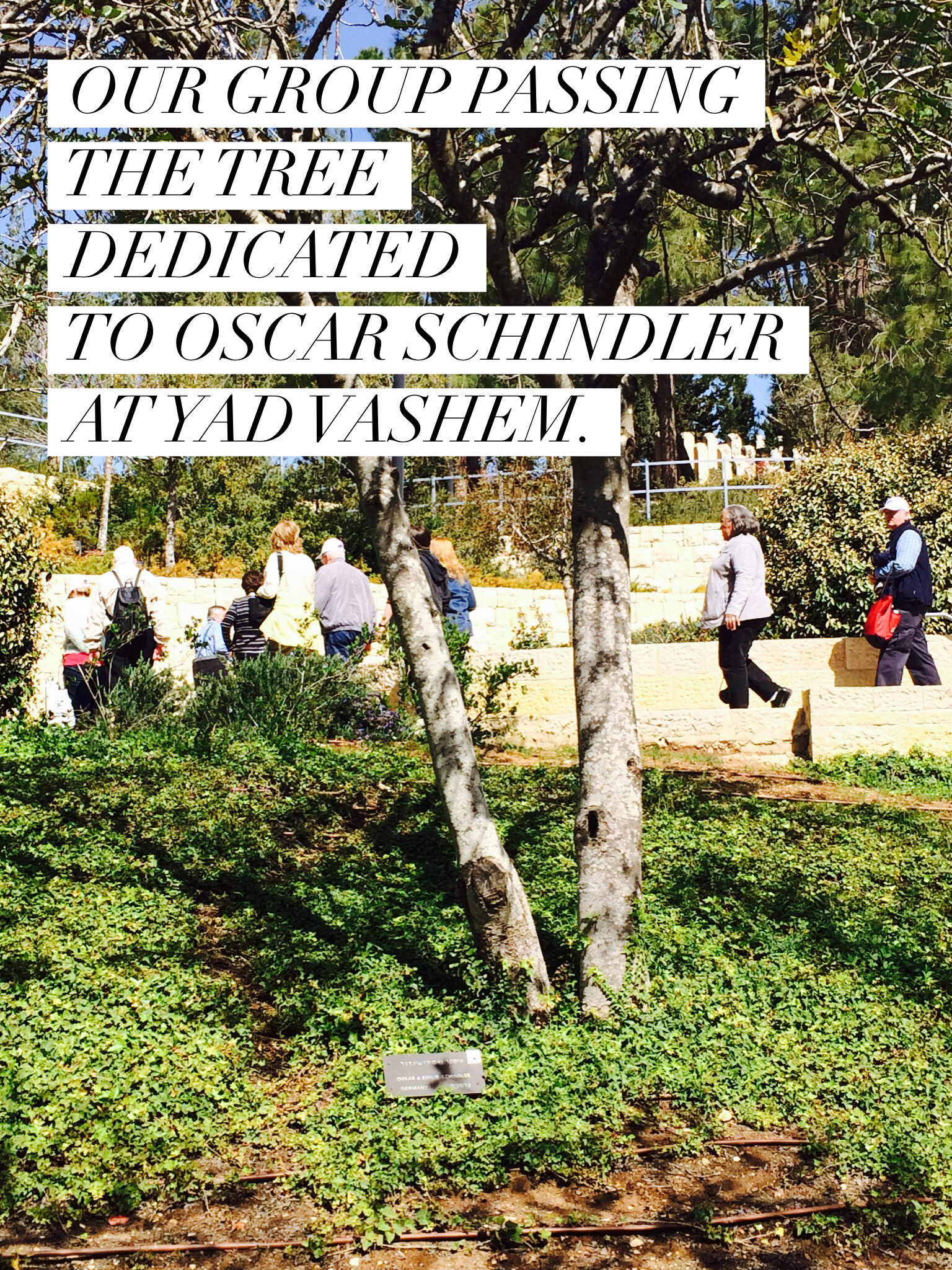 Our group passing the tree dedicated to Oscar Schindler at Yadvashem