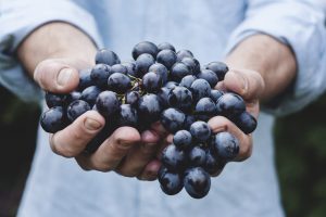 hand full of blue grapes